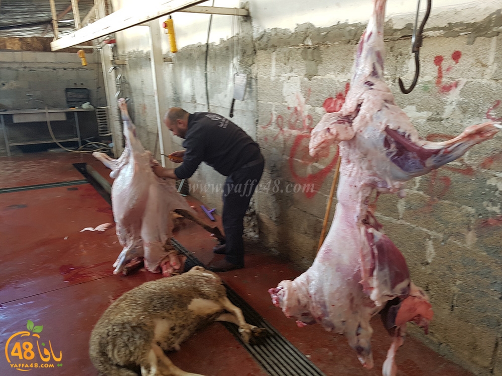 dab7 kharoof jam3iya (15).jpg